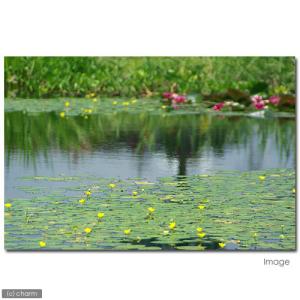 (ビオトープ)水生植物 アサザ(5ポット) 浮...の詳細画像2