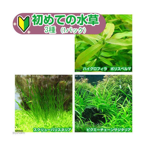 （水草）ピンセット付き　初めての水草　３種（水中葉）（１パック）説明書付＋ピンセットバサミ　草作　２...