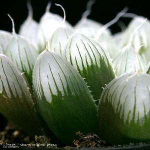 （多肉植物）ハオルチア　オブツーサ　２．５〜３号（１鉢）