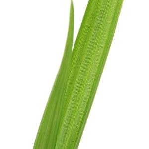 (ビオトープ)水生植物 ヒロハノクロタマガヤツ...の詳細画像1