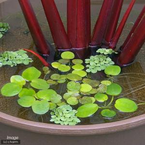 (ビオトープ)水生植物 アマゾンフロッグビット...の詳細画像2