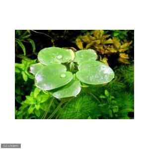 （ビオトープ）水生植物　アマゾンフロッグビット（無農薬）（１０株）