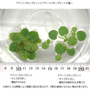 (ビオトープ)水生植物 アマゾンフロッグビット...の詳細画像1
