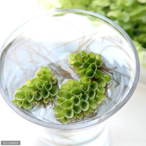 (ビオトープ)水生植物 サルビニア ククラータ...の詳細画像2