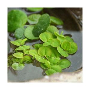 （ビオトープ）水生植物　フィランサス　フルイタンス（無農薬）（５株）