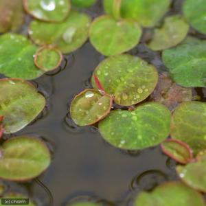 (ビオトープ)水生植物 フィランサス フルイタ...の詳細画像1