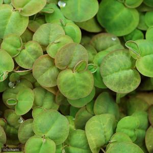 (ビオトープ)水生植物 フィランサス フルイタ...の詳細画像2
