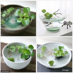 (浮草)メダカ 金魚 ホテイアオイ ホテイ草 ...の詳細画像2