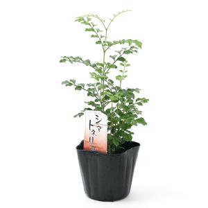 (観葉植物)シマトネリコ 3号(1ポット)の詳細画像1