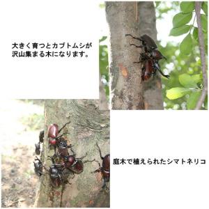 (観葉植物)シマトネリコ 3号(1ポット)の詳細画像2