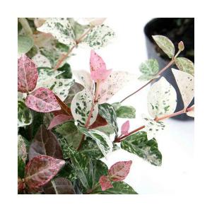 (観葉植物)ハツユキカズラ(初雪葛) 3号(1ポット)の商品画像