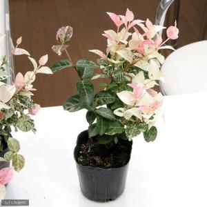 (観葉植物)ハツユキカズラ(初雪葛) 3号(1...の詳細画像1