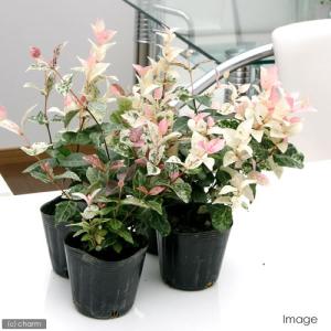 (観葉植物)ハツユキカズラ(初雪葛) 3号(1...の詳細画像2