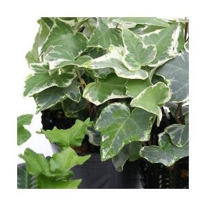 (観葉植物)ヘデラ(アイビー)(品種おまかせ) ...の商品画像