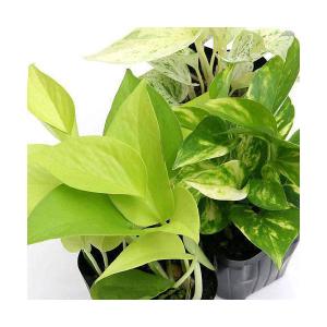 （観葉植物）ポトス　品種おまかせ　３号（１ポット）