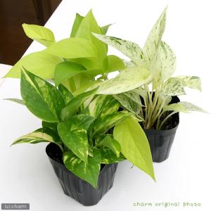 (観葉植物)ポトス 品種おまかせ 3号(1ポット)の詳細画像1