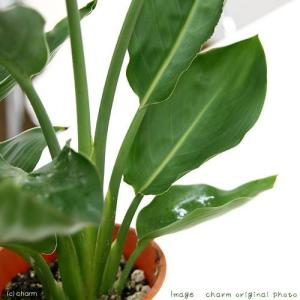 （観葉植物）ストレリチア　レギネ　４号（１鉢）