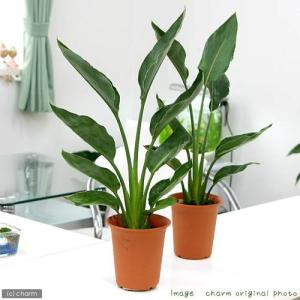 (観葉植物)ストレリチア レギネ 4号(1鉢)の詳細画像1