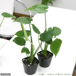 (観葉植物)モンステラ 3〜3.5号(1ポット)の詳細画像1