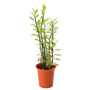 （観葉植物）ペディランサス（大銀竜）　４号（１鉢）