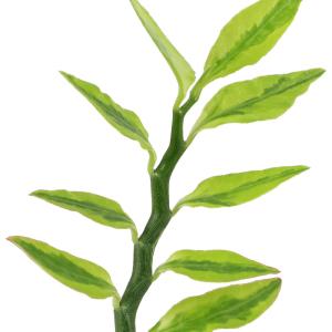 (観葉植物)ペディランサス(大銀竜) 4号(1鉢)の詳細画像1