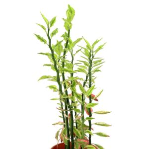 (観葉植物)ペディランサス(大銀竜) 4号(1鉢)の詳細画像2