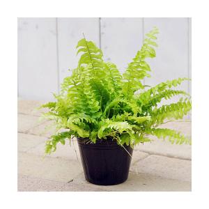 （観葉植物）シダ　ネフロレピス　ツデー　３号（１ポット）