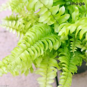 (観葉植物)シダ ネフロレピス ツデー 3号(...の詳細画像1