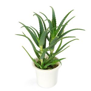 （多肉植物）アロエ　キダチアロエ　５号（１鉢）｜charm 第2ヤフー店