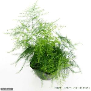 (観葉植物)アスパラガス ナナス 3号(1ポット)の詳細画像1