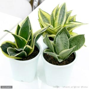 (観葉植物)インテリア サンスベリア ハニー ...の詳細画像1