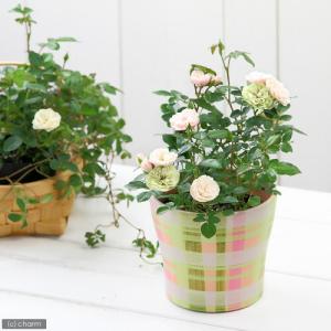 (観葉植物)ミニバラ グリーンアイス 3〜3....の詳細画像1