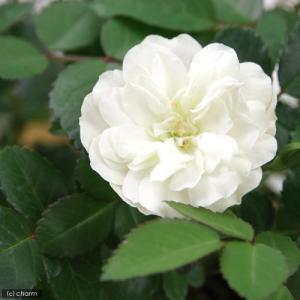 (観葉植物)ミニバラ グリーンアイス 3〜3....の詳細画像2