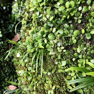 (観葉植物)テラリウム 苔 シダ(羊歯)マメヅ...の詳細画像2