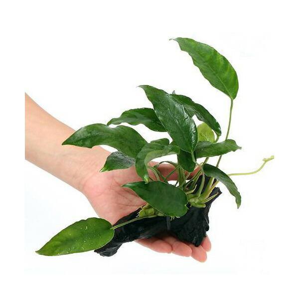 （水草）アヌビアス　ショート＆シャープ　流木付　Ｓサイズ（１本）（約１５ｃｍ）