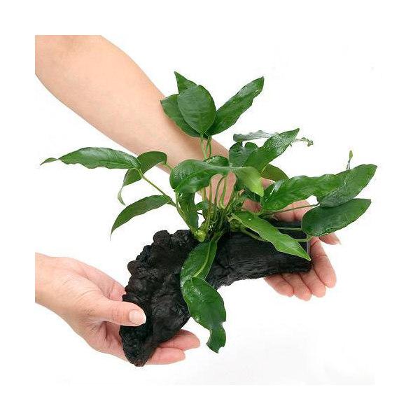 （水草）アヌビアス　ショート＆シャープ　流木付　Ｍサイズ（１本）（約２０ｃｍ）