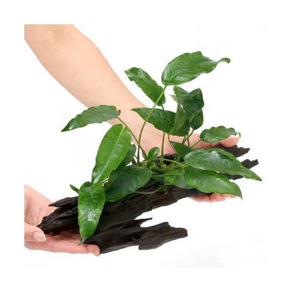 （水草）アヌビアス　ショート＆シャープ　流木付　Ｌサイズ（１本）（約２５ｃｍ）