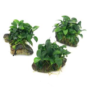 （山野草）シダ（羊歯）ヤリノホクリハラン（槍の穂栗葉蘭）３号（１ポット）常緑性多年草