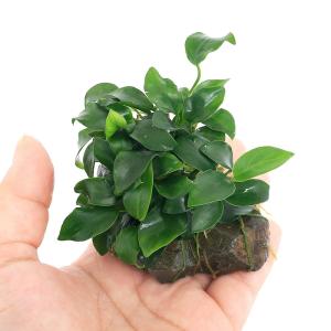 (山野草)シダ(羊歯)ヤリノホクリハラン(槍の...の詳細画像1