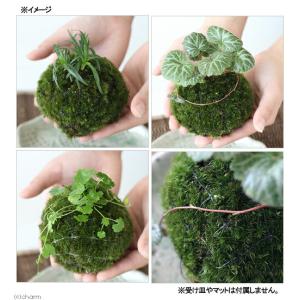 (盆栽)苔玉 植物おまかせ(1個)コケ玉の詳細画像1