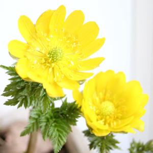 （山野草）フクジュソウ（福寿草）３〜４号（１ポット）
