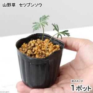 (山野草)セツブンソウ(節分草)2.5号(1ポット)の詳細画像1