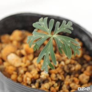 (山野草)セツブンソウ(節分草)2.5号(1ポット)の詳細画像2