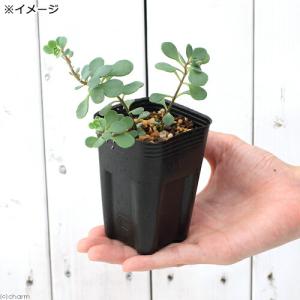 (山野草)日高ミセバヤ 3〜3.5号(1ポット)の詳細画像1