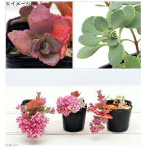 (山野草)日高ミセバヤ 3〜3.5号(1ポット)の詳細画像2