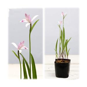 （ビオトープ）水生植物　トキソウ（１ポット）　湿生植物（休眠状態）