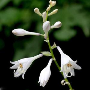 （ビオトープ）水生植物　ウルイ（オオバギボウシ）（１ポット）　湿生植物（休眠状態）