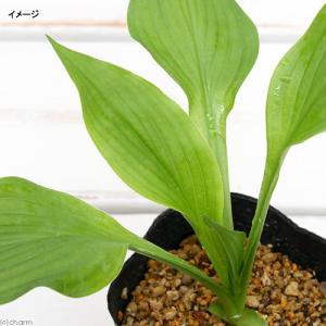 (ビオトープ)水生植物 ウルイ(オオバギボウシ...の詳細画像1