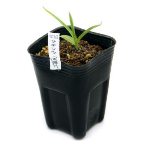 (山野草)サギソウ(鷺草) 青葉 1球 3号(...の詳細画像1