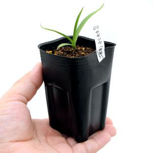 (山野草)サギソウ(鷺草) 青葉 1球 3号(...の詳細画像2